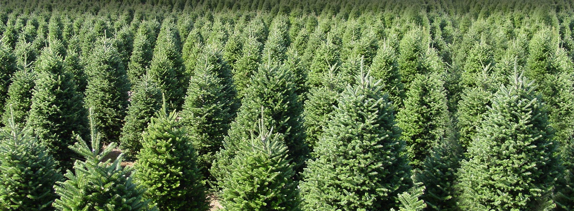 Wholesale Christmas Trees