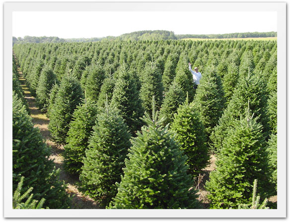 tree farm