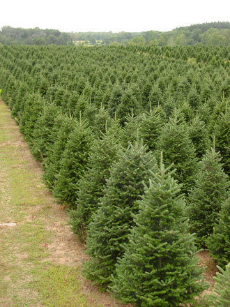 silent night evergreens is a family owned and operated wholesale christmas tree farm located in beautiful south central wisconsin 50 miles north of madison - Christmas Wholesale silent night evergreens is a family owned and operated wholesale christmas tree farm located in beautiful south central wisconsin 50 miles north of madison - Christmas Wholesale