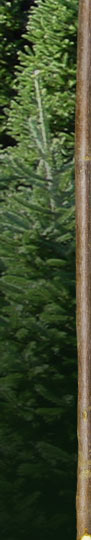 left branch
