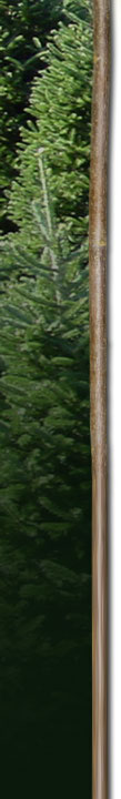 left branch