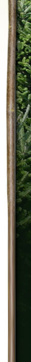 right branch