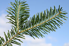 Balsam Fir Needles